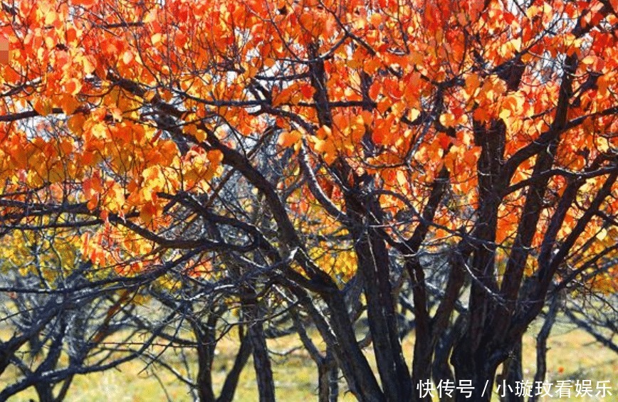 江苏一景区内，藏有千年银杏树王和百年红杏树！门票仅需30