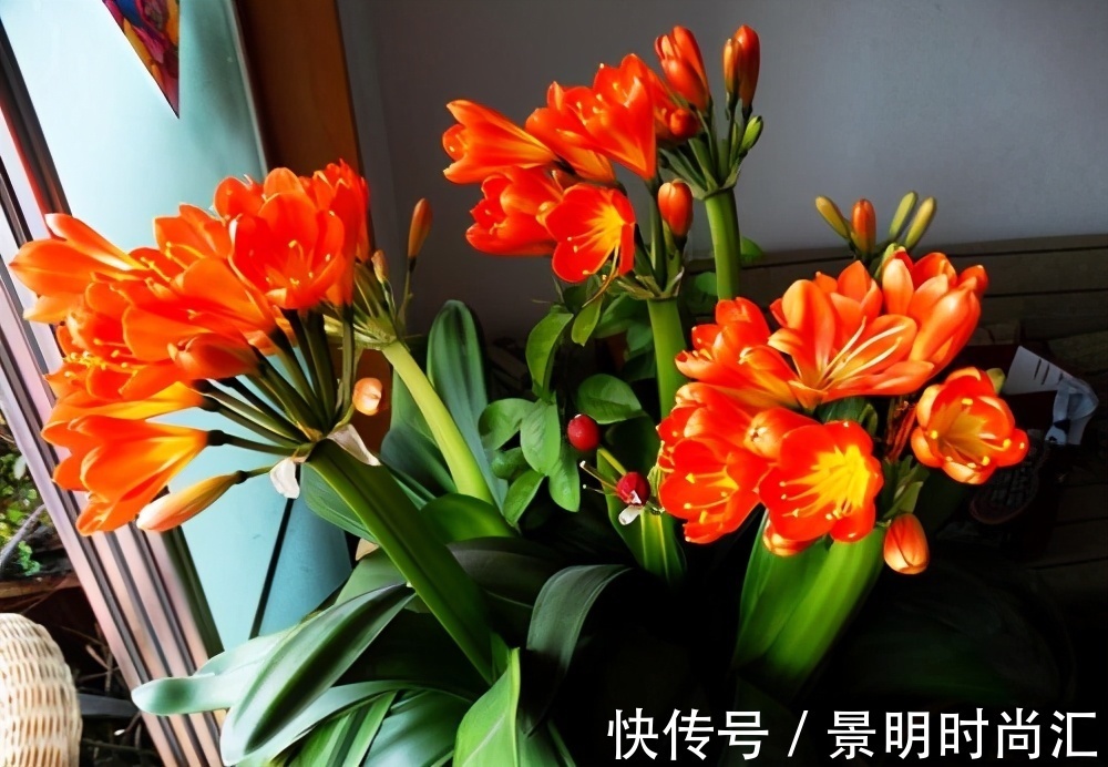 发财树|适合养在小盆里的3种花,用小盆,好养更健壮,别忽视