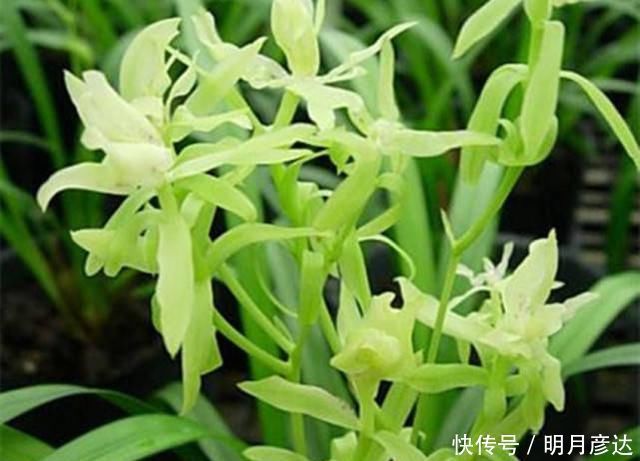 六种牡丹兰花,盆盆娇艳高贵,绚丽多姿,极漂亮,堪称兰中佳品