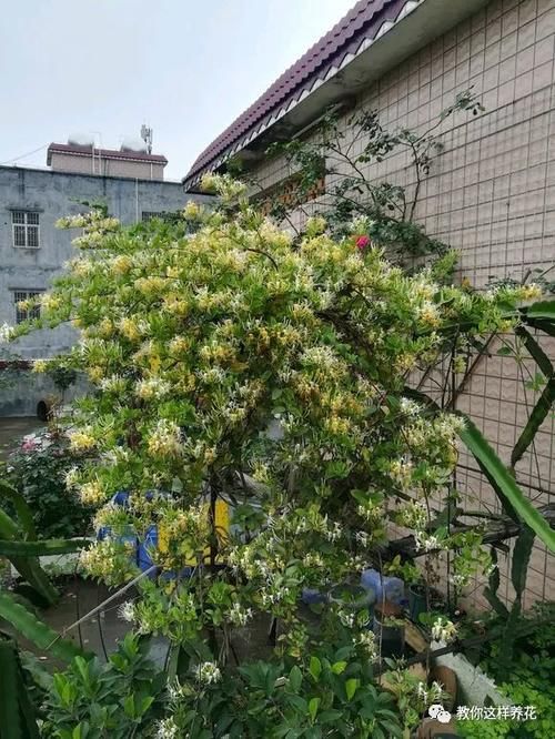  花墙|4种“爬藤花”，容易成花墙，种在阳台院子里太好看了！