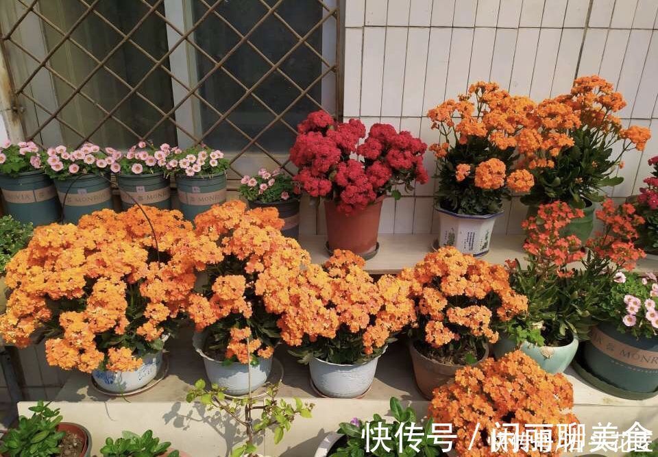 经验|养了5年的长寿花“老桩”快开花了,总结4点经验,对你有用