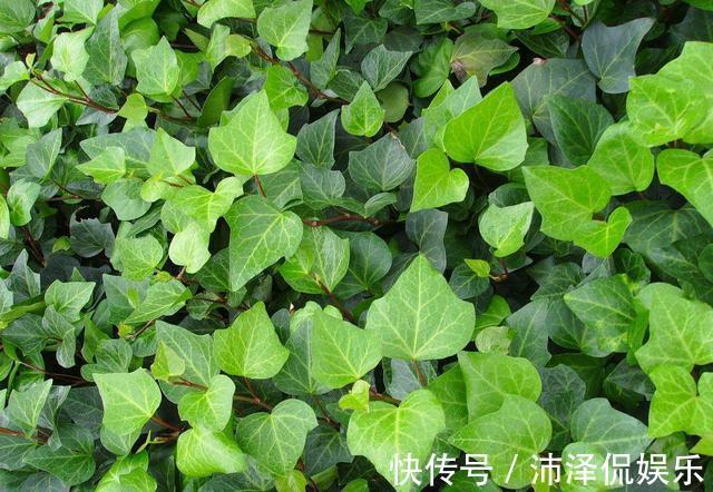 红薯|养5种花卉，没土就能活，“只浇水”嗖嗖爆盆，变成“绿窗帘”