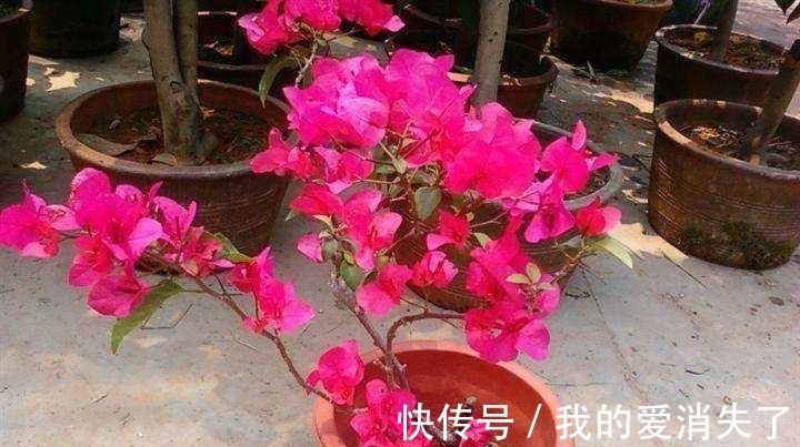 熊孩子|小孩子不懂事，摘了邻居几朵花，被邻居骂爹骂娘，大家说至于吗？