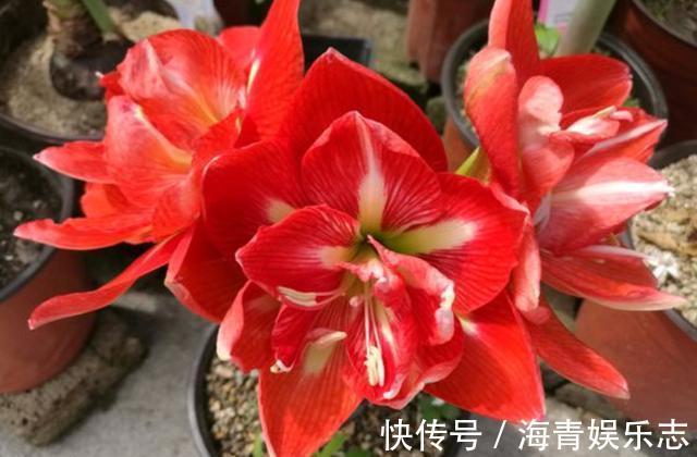 秋季|秋天不知养啥花栽几盆“年宵花卉”，现在栽培，过年就能赏花