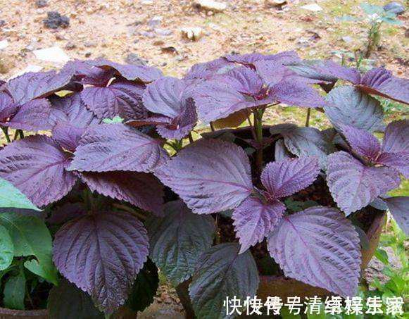 中医|乡下田间地头常见的“紫苏”,8大功效,教你全部吃出来!