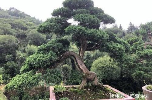 养护|家里不能养的花，这3类绿植，白送都不要，危害巨大不建议养