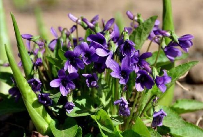 路边挖点野花，种盆里就活，浇点水就疯长，开花漂亮，人见人爱！