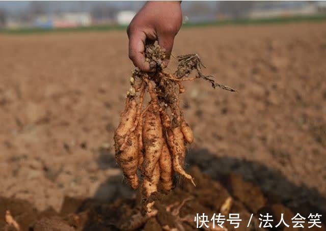 骨蒸潮|农村遍地都是野生地黄,专治糖尿病、高血压、耳鸣,少有人知