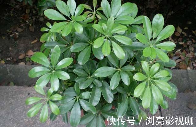 比例|养花施肥“老三样”，掐准时间，看准比例，养一盆爆一盆