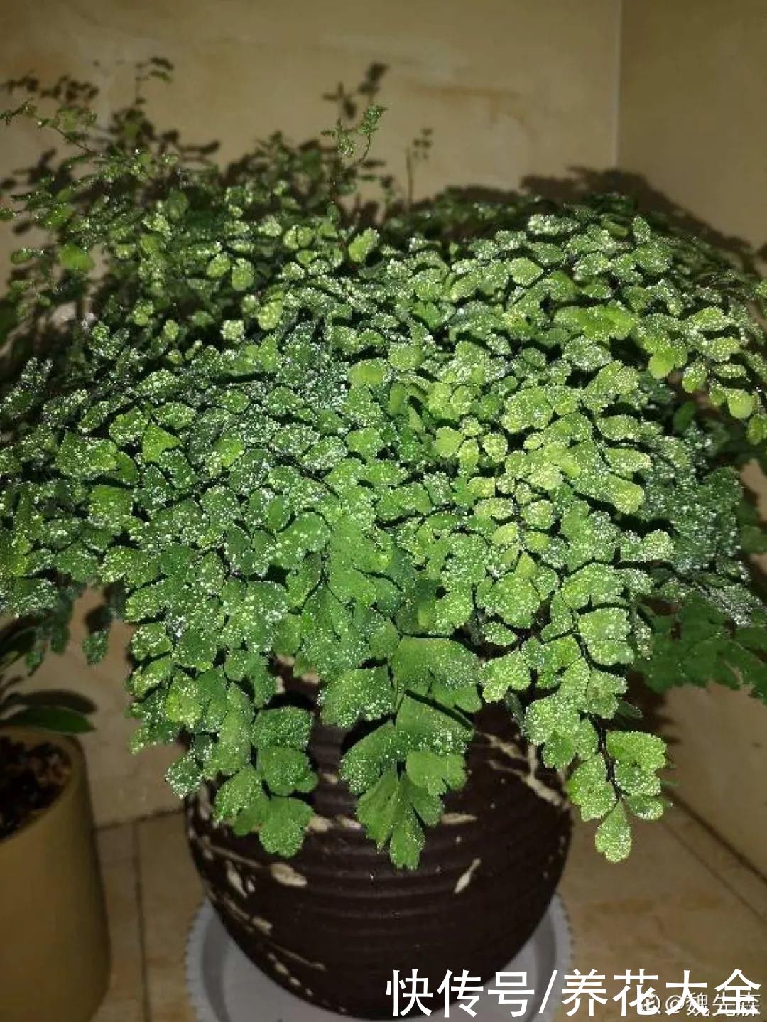 花苞|天热了，20种花最怕浇水，浇得越多，死得越快