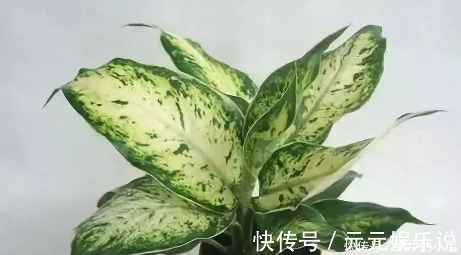 二氧化碳|家里养这12种“吸毒”绿植,净化空气,老人小孩少生病