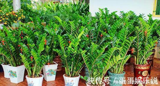 浇水|客厅养花有讲究，此三种树旺家招财，多养几盆好