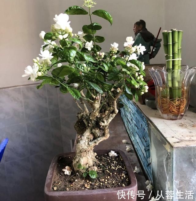 秋季|老桩茉莉开花更有“韵味”，学会4招，你也能养出老桩