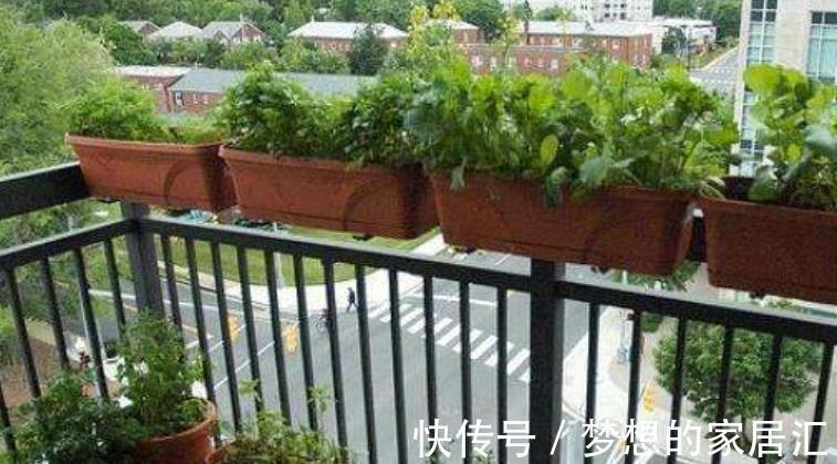 阳台上|真实的阳台种菜经历，翻车血泪史大放送