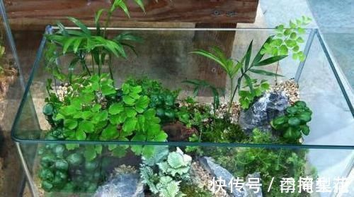 花盆|除了花盆之外,这些东西也是绝佳的养花神器,你用过吗?