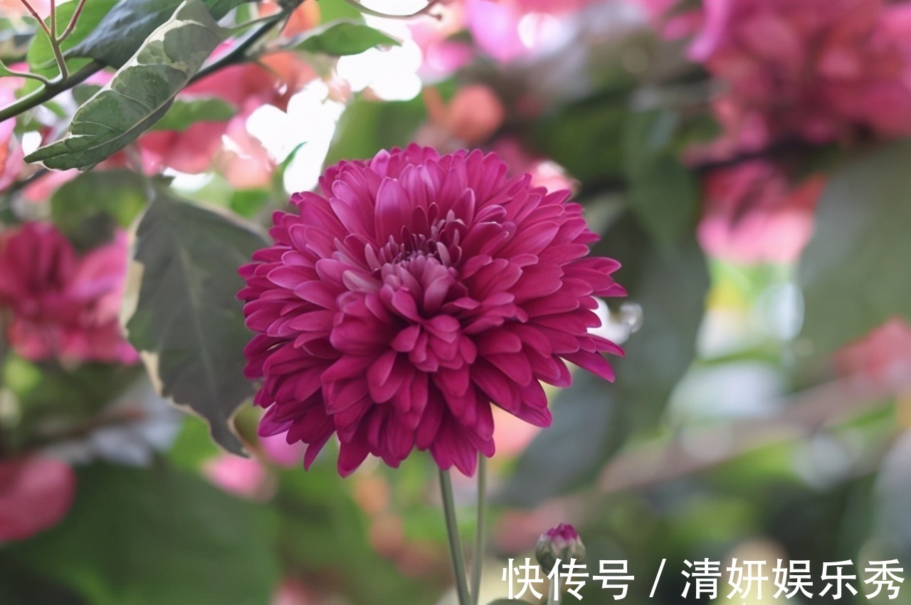 居家养花:自制高氮肥、磷钾肥,该准备哪些东西?