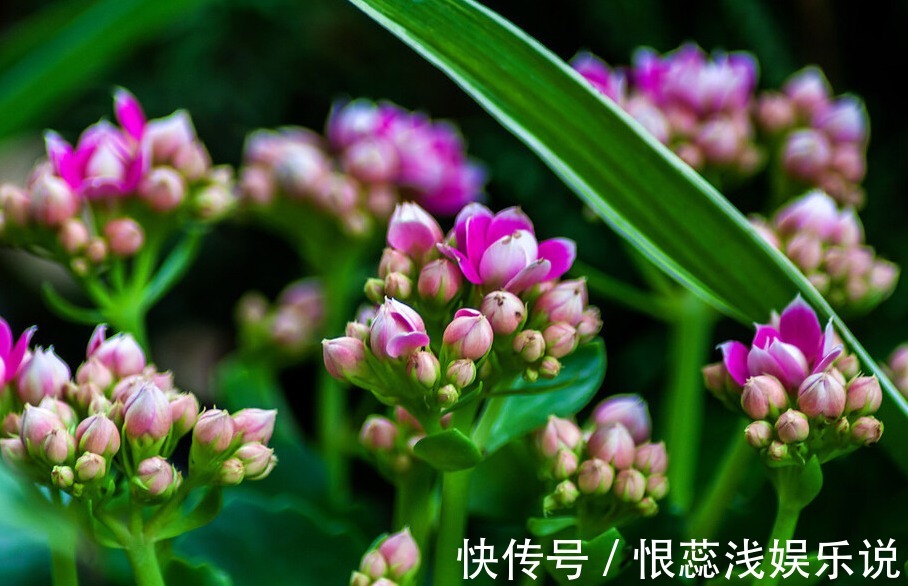秋季长寿花就不开花,光照比肥料还重要,想要开花爆盆做好2点