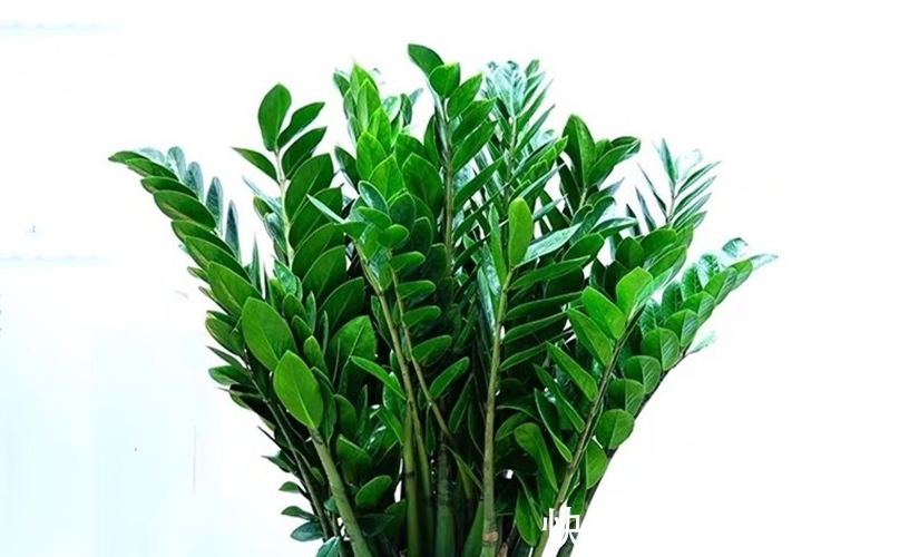 养花要学会配土和养根,身边有三种生根养根料,花卉生长的利器