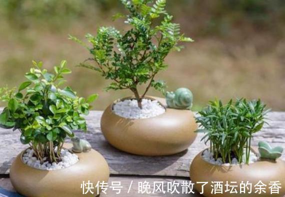 养花施肥不懂!摸清这3知识点,保证盆栽用对肥得到最佳效果