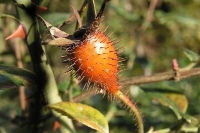 野果|农村这样的野果,免费摘,还能拿来泡酒,你见过吗?