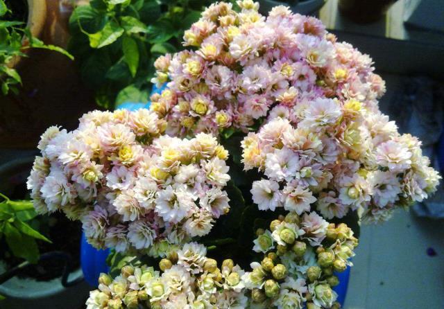 蟹爪兰|八月适合入手“6种花”,好养又漂亮,天气转凉更利于开花