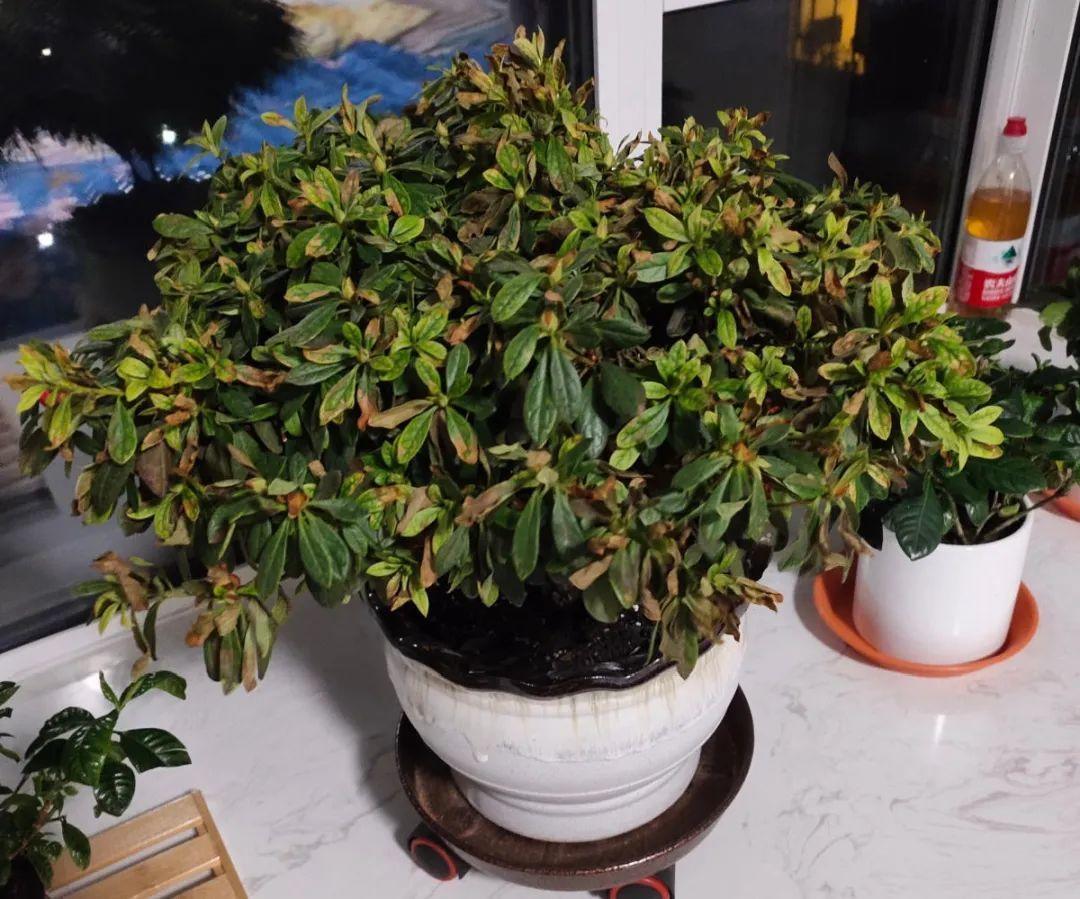 花苞|公认难养的花,养一盆死一盆,从来没有养活过!