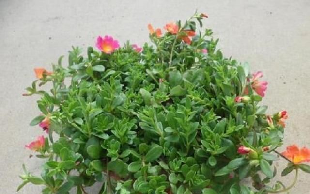 这种“小绿树”，最适合盘老桩，仅需1根枝条插进土中，1年成盆景