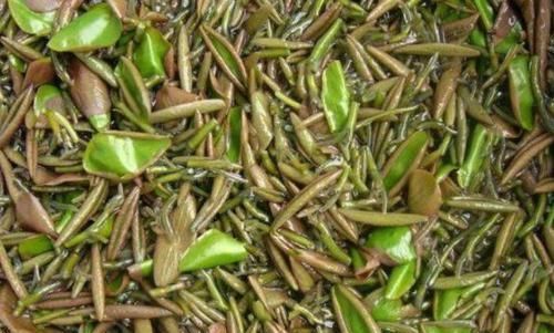 空心菜|每天坚持吃3种食物，排毒养颜、延缓衰老，早吃早健康！