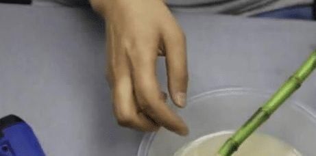 药片|过期小药片不要丢,尤其是这3种,用来养花,生根快开花多