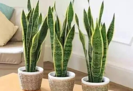 养殖花卉关键得选对花盆错了,会给植物带来3点''致命伤''