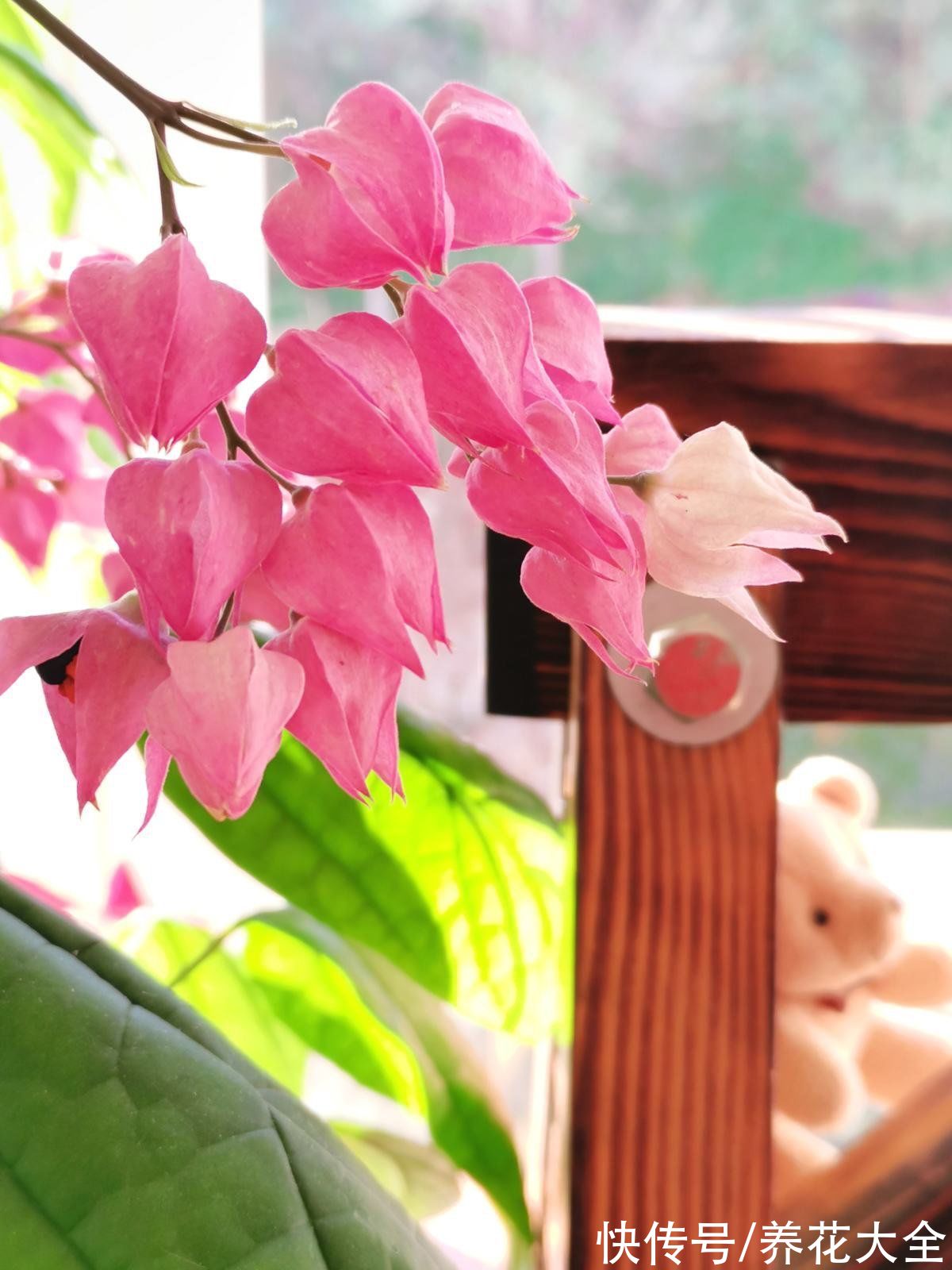 网上买花,最怕买到这3种,记住了省下一大笔钱