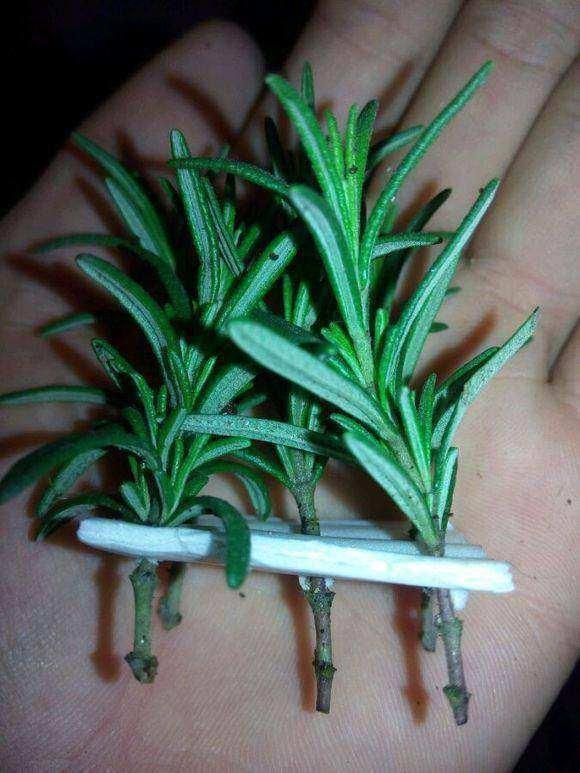 一次性|一次性水杯变身高颜值盆栽,只需掐一个枝叶,就这么简单!