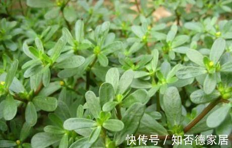 美容养颜|女性不想老得快,脸上爬满皱纹,3类野菜,美容养颜,美白抗衰老