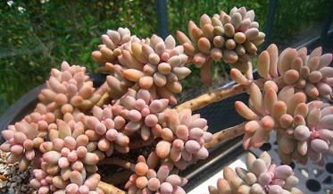  婴儿|多肉婴儿手指，了解掌握4个要点，叶子饱满颜色粉嫩，长成悬崖桩