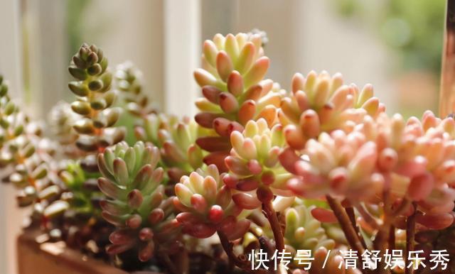 胖乎乎|养多肉浇水记住3句“口诀”，叶片“胖乎乎”，养出漂亮状态