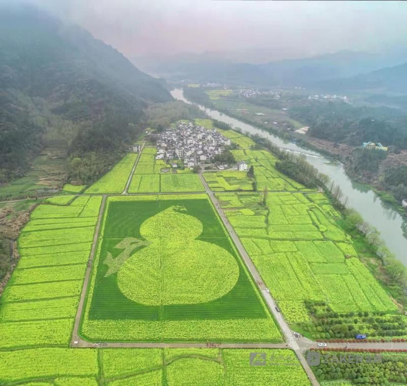 创意油菜花 开出新景象