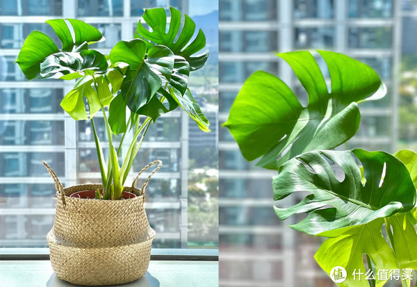 过年必备盆栽 | 20款好看易养的懒人绿植,拼多多店铺低至3元起!附养护心得