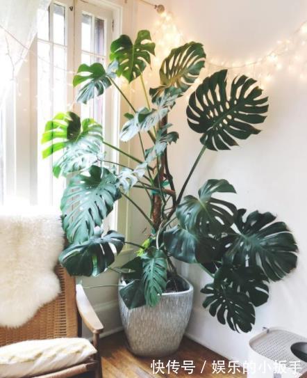 卧室养花,首选这3款,净化空气颜值高,摆上两盆睡觉香