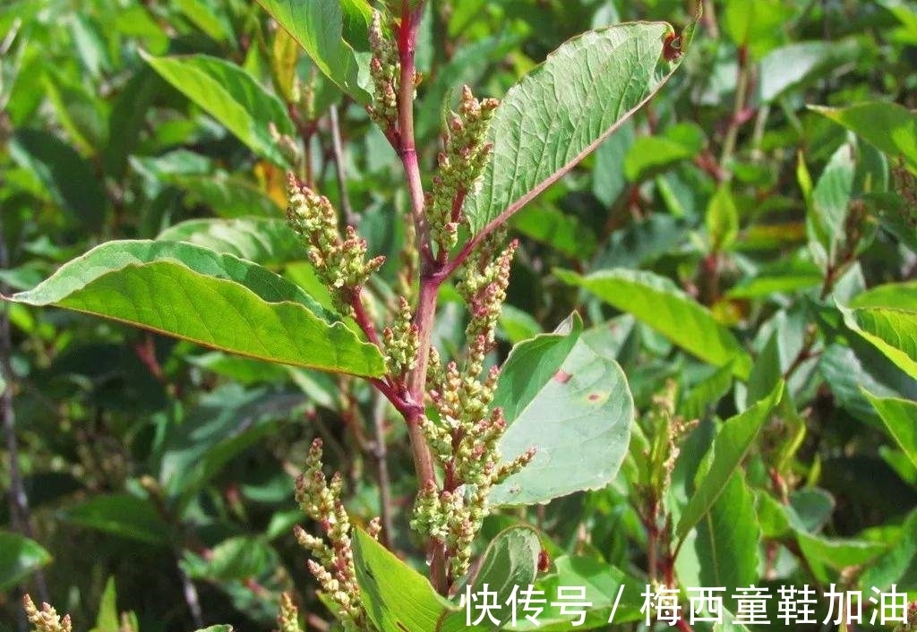 一件小事|房前屋后看见这草,赶紧连根除掉,要不然有大麻烦!