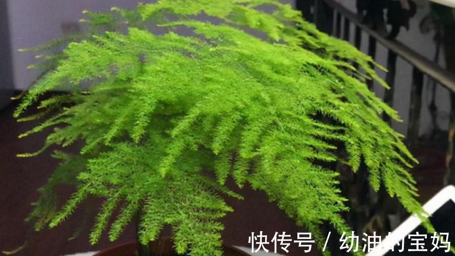 家里的文竹枯黄叶落,不妨试着改变养护方法,让你的文竹重焕生机