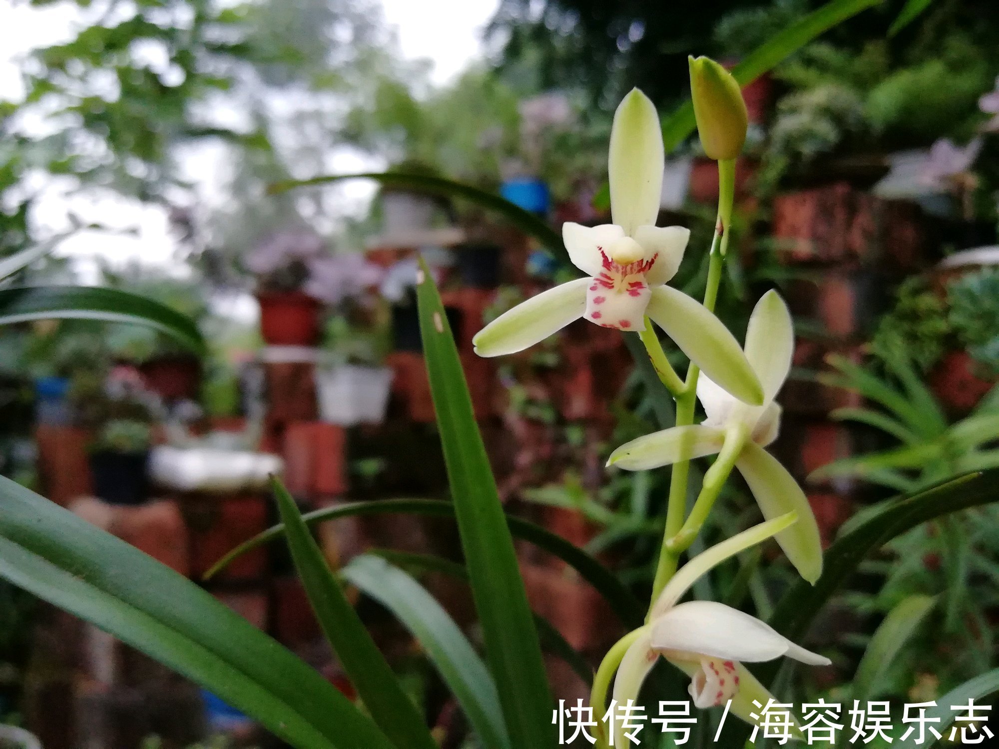 芦头|兰花海底芽是怎么回事兰花遇到海底芽在秋季怎么分盆