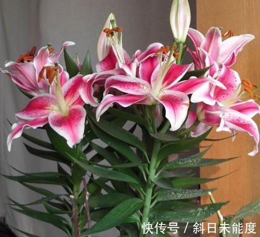 滴水观音|“3种花”不适合卧室养,如果家里有,要搬到阳台里,别忽视!