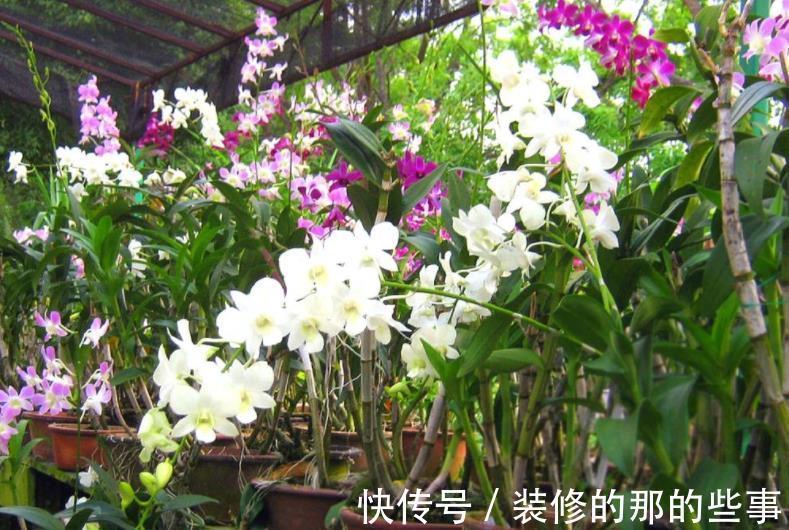 栽种|家庭盆栽蝴蝶兰，甭用土培了，不然一浇多水就烂根