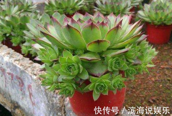 观音莲#此花如同观音菩萨的莲座,有聚财生财之意,象征着家人平安如意!