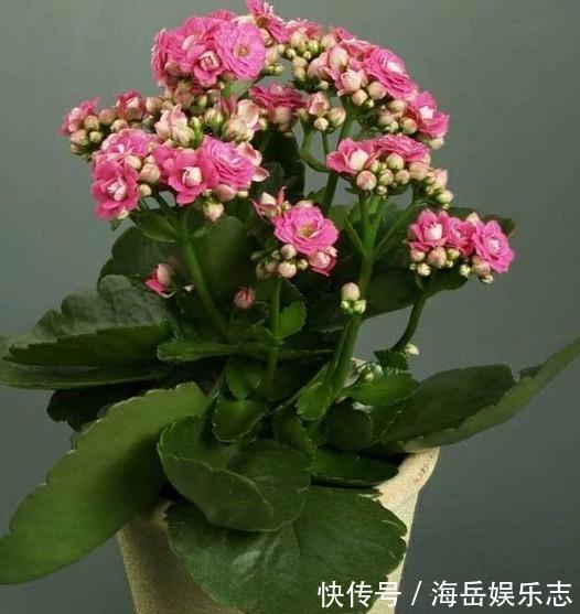 温度|盆栽长寿花,即将“休眠期”,夏天“别踩坑”,睡醒开花多