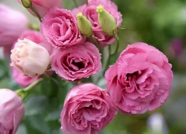 此花花型优美，花色鲜艳，是主要的切花和盆花