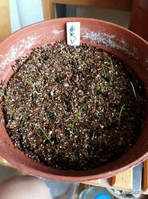 这种球乱养都能活,丢盆里1个月开花,开花太惊艳