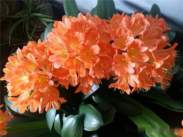 浇灌|君子兰肥足长得壮,4种“肥水”轮着浇,10枝花箭一起蹿出来