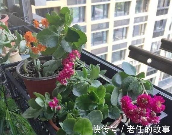 养花|花农养花为啥成本这么低学会用小苏打,几十盆都花不了2块钱