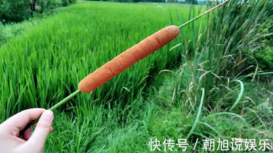农村|农村田边的“香肠”,过去农民见到就砍,如今30一斤成稀罕野菜